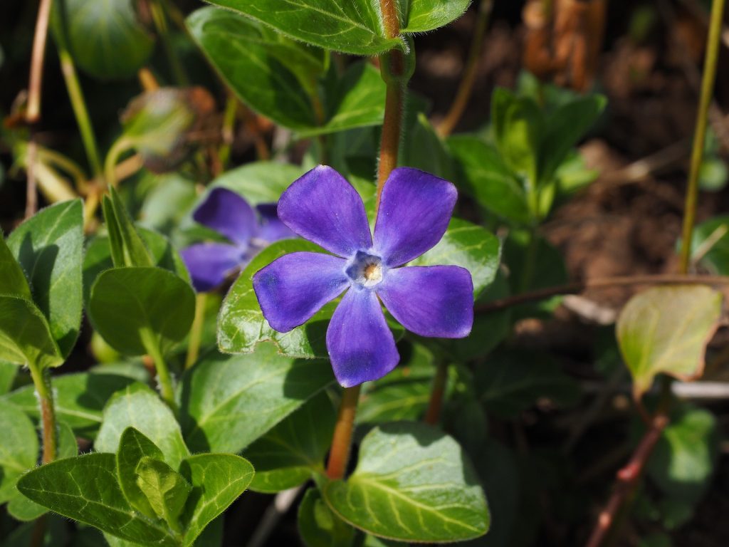 Fête de la biodiversité et du bien-être Saint Nazaire