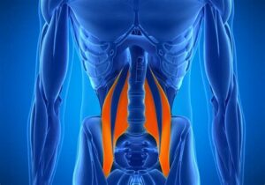 muscle profond le psoas émotions gérer somatiser somatothérapeute saint-nazaire Marie laure Percot massage du ventre toucher massage