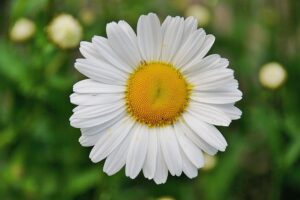 Libérez votre ventre chi nei tsang massage du ventre marie laure percot à partir du 1er juin au 28 bld de l'université à St Nazaire 44600 Loire atlantique Région des Pays de la Loire Marie Laure Percot somatothérapeute praticienne du massage du ventre Le Chi Nei Tsang bienfaits du CNT soin holistique masse les organes du ventre libère les émotions apporte immunité réponse aux troubles digestifs prise en charge émotionnelle et psychosomatiques