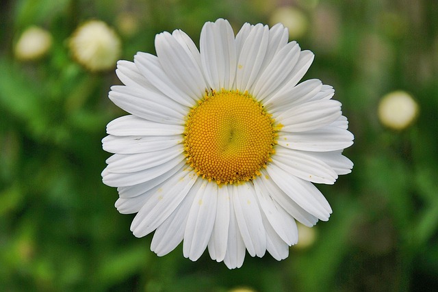 Libérez votre ventre chi nei tsang massage du ventre marie laure percot à partir du 1er juin au 28 bld de l'université à St Nazaire 44600 Loire atlantique Région des Pays de la Loire Marie Laure Percot somatothérapeute praticienne du massage du ventre Le Chi Nei Tsang bienfaits du CNT soin holistique masse les organes du ventre libère les émotions apporte immunité réponse aux troubles digestifs prise en charge émotionnelle et psychosomatiques